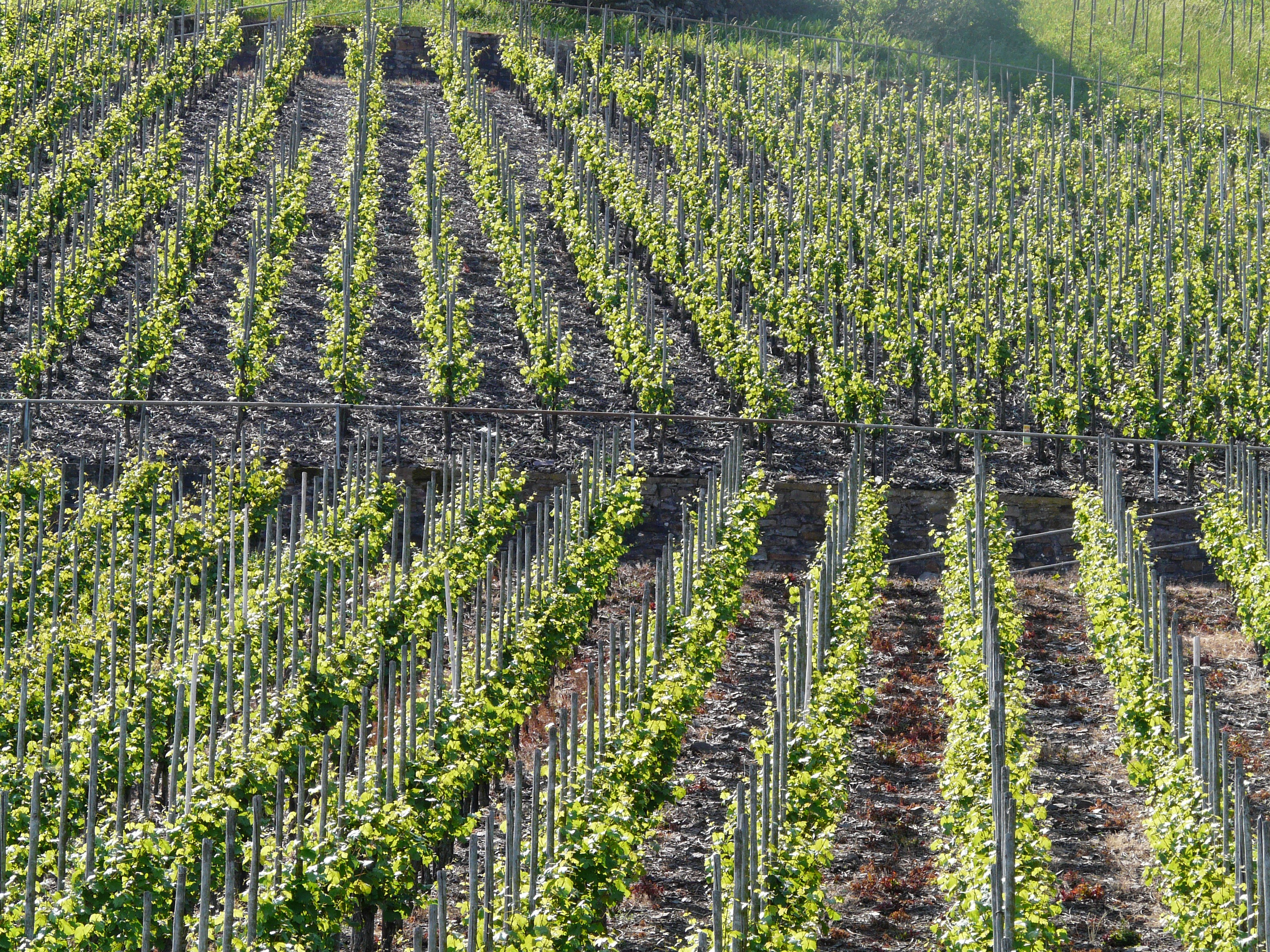 Starting a clearance vineyard